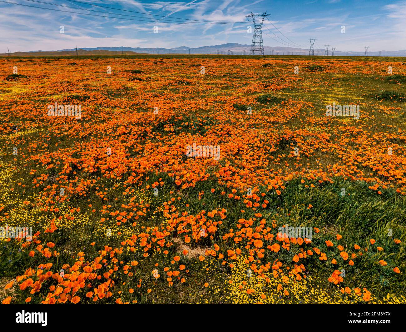 Lancaster, USA. 11th Apr, 2023. A super bloom of California golden