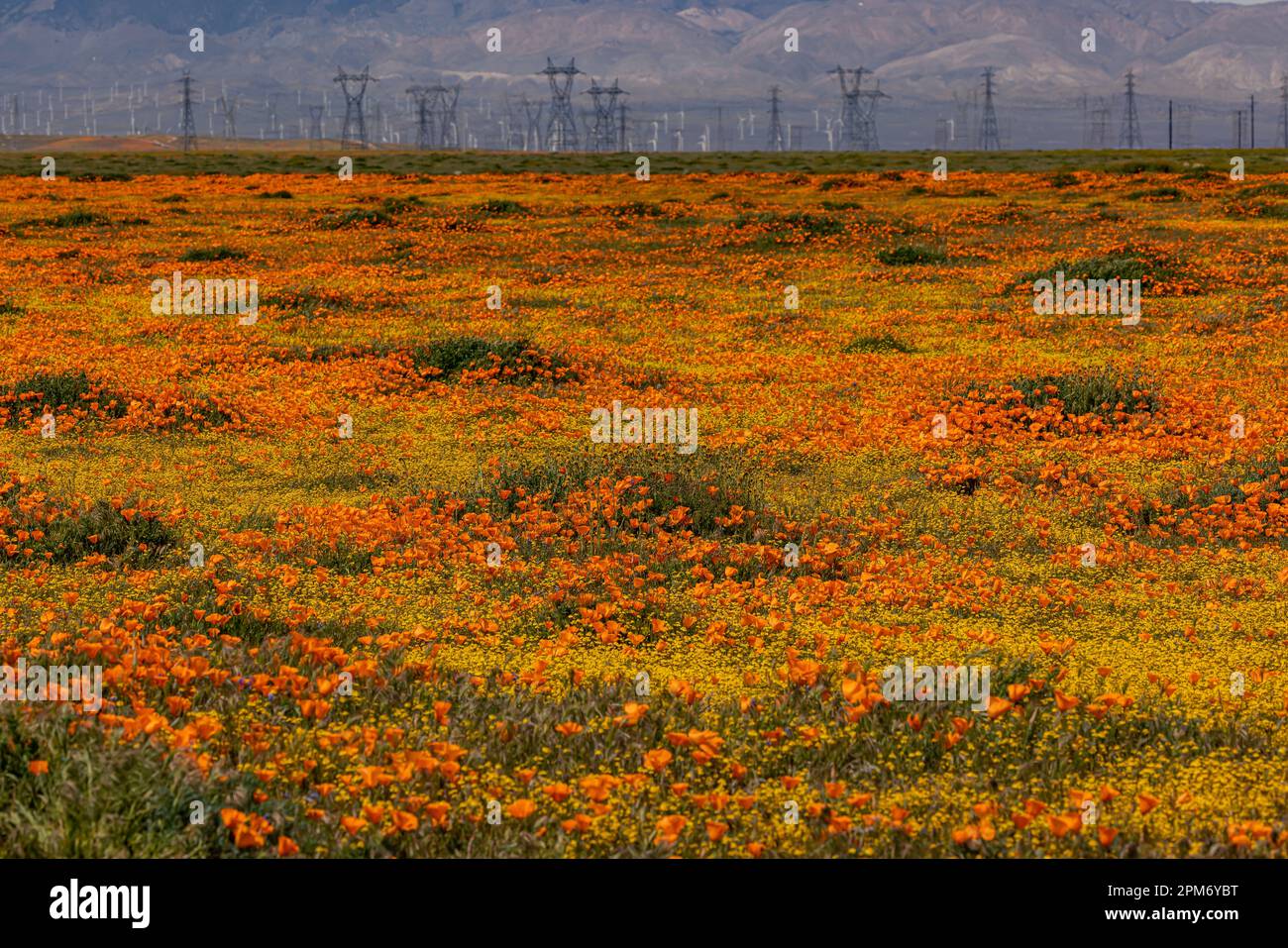 Lancaster, USA. 11th Apr, 2023. A super bloom of California golden
