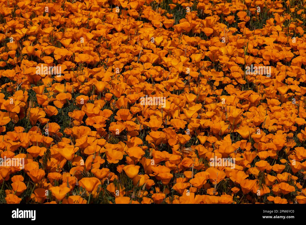 Lancaster, USA. 11th Apr, 2023. A super bloom of California golden