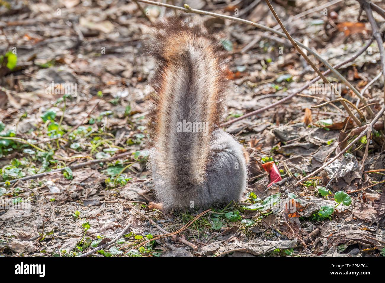 A rear view of a squirrel in grey winter coat against the fallen leaves ...