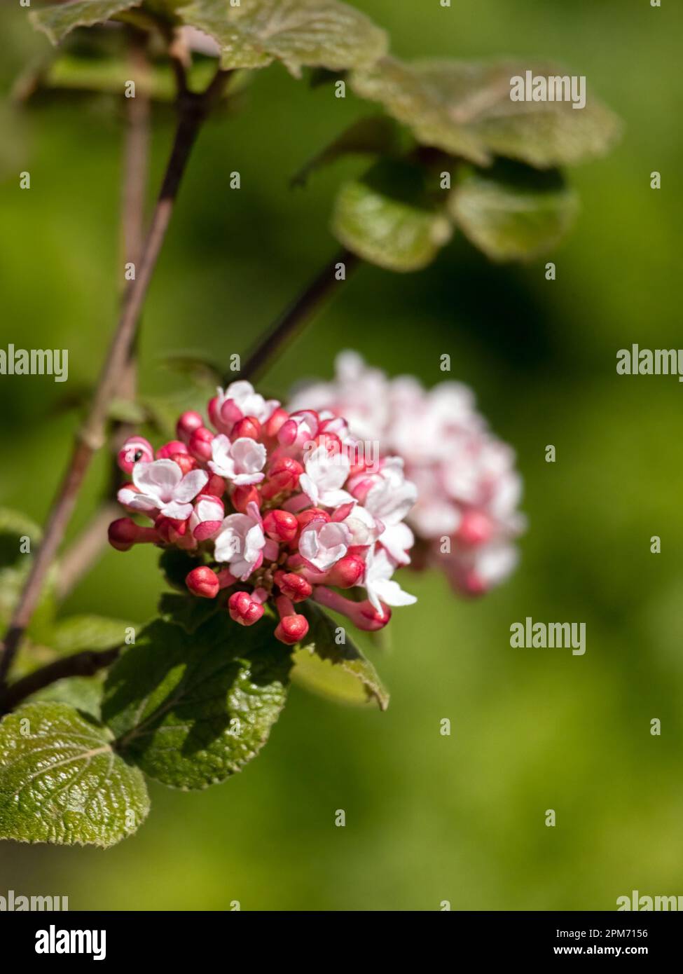 Closeup of flowers of arrowwood Viburnum carlesii 'Diana' in a garden