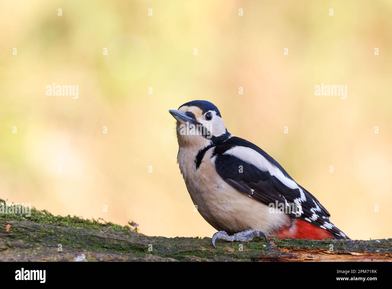 Great spotted woodpecker [ Dendrocopos major ] Female bird on baited log Stock Photo