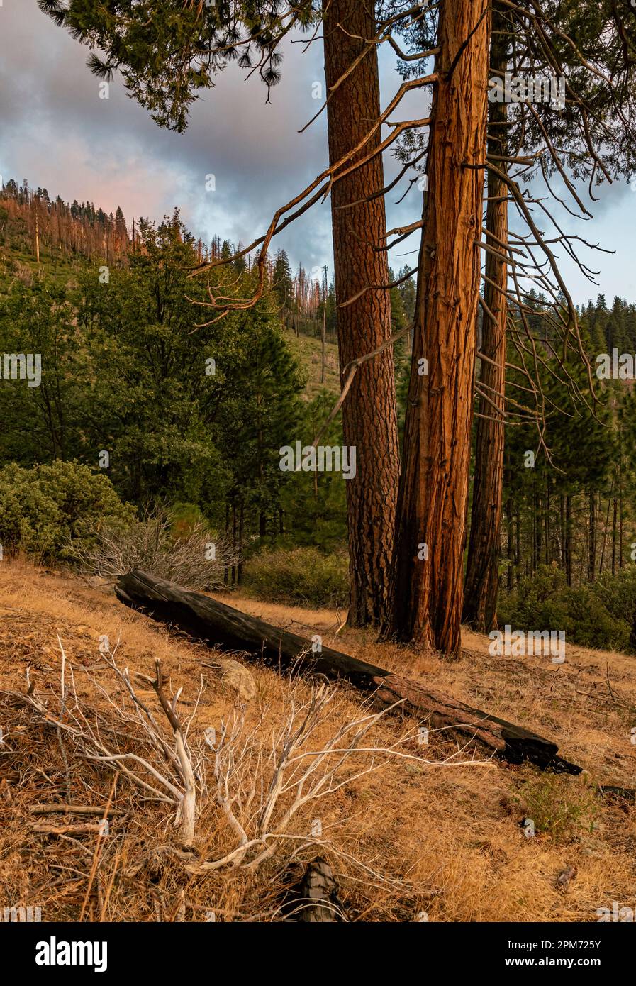 Survivors from a forest fire stand behind remnants of the fire, Yosemite National Park, California Stock Photo