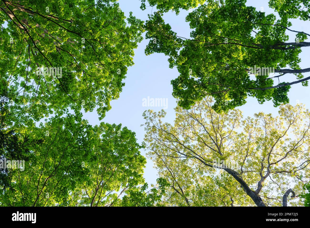 Treetops with yellow green leaves against blue sky. Oak tree Quercus sp and maple trees Acer sp. with copy space new growth spring nature background. Stock Photo