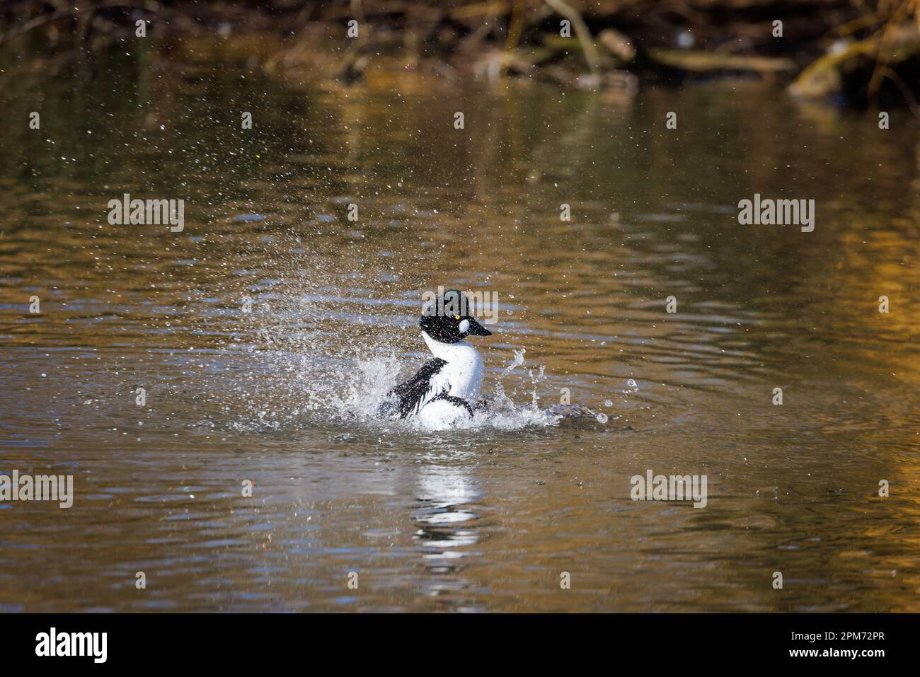 Goldeneye Duck [ Bucephala clangula ] splashing on pond Stock Photo