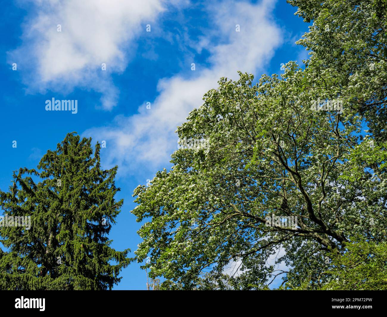 Norway spruce tree, Picea abies and Norway maple, Acer platanoides L., against a blue sky, nature background of strength and beauty. Stock Photo