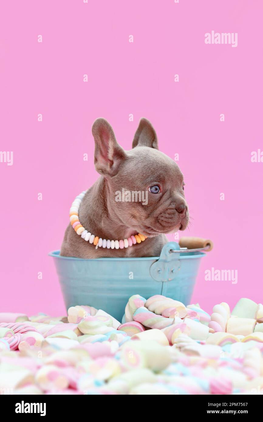 Dog in bucket hi-res stock photography and images - Alamy, image size:866x1390