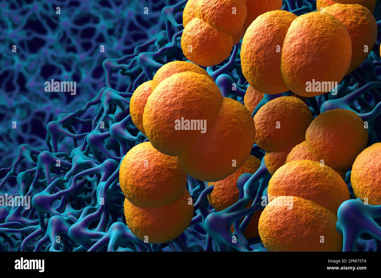 Neisseria meningitidis (meningococcus) bacterias in the brain (meningitis infection) – 3d illustration closeup view Stock Photo