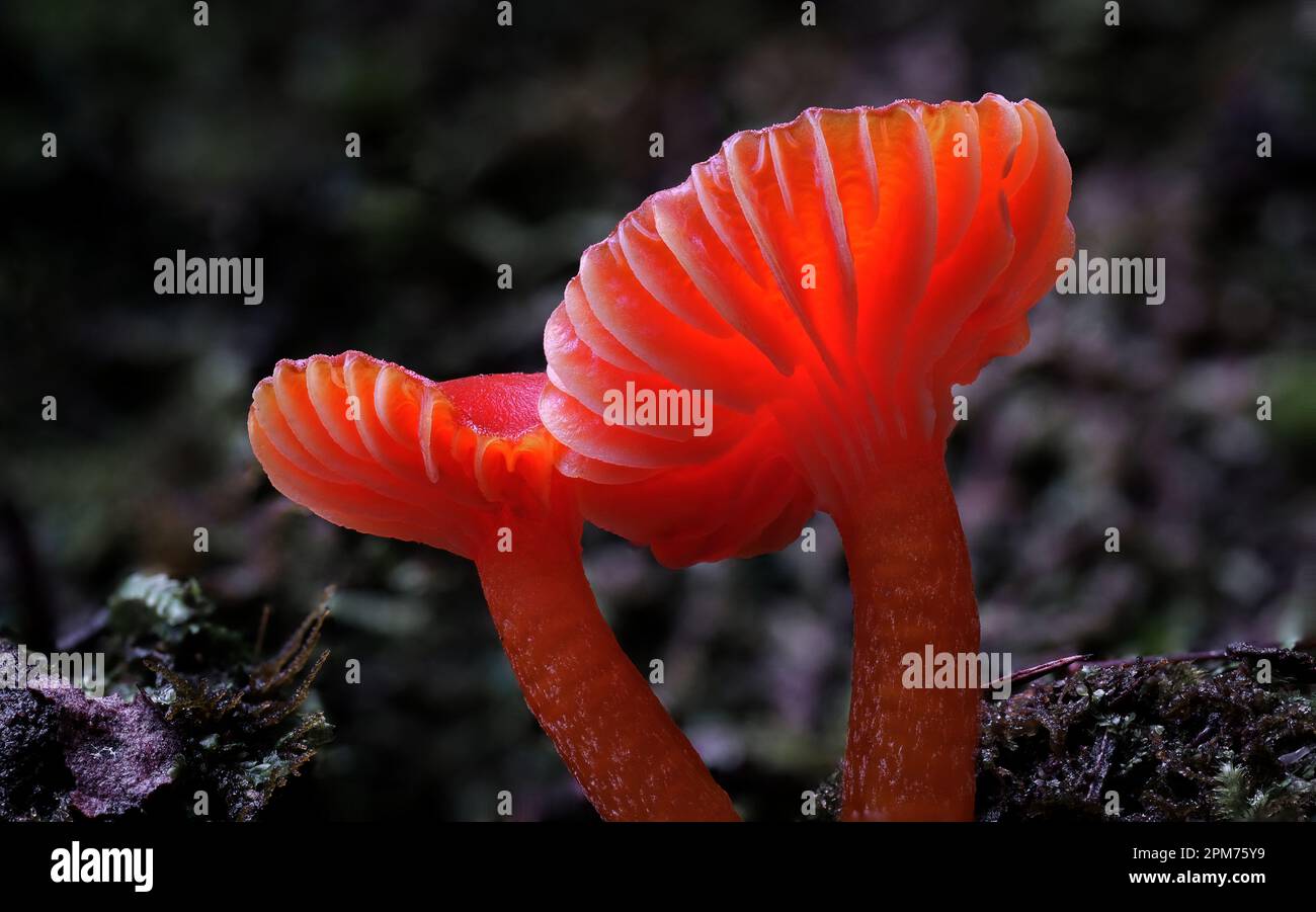 Macro close up photo of Hygrocybe firma fungi in Hobart, Tasmania, Australia Stock Photo