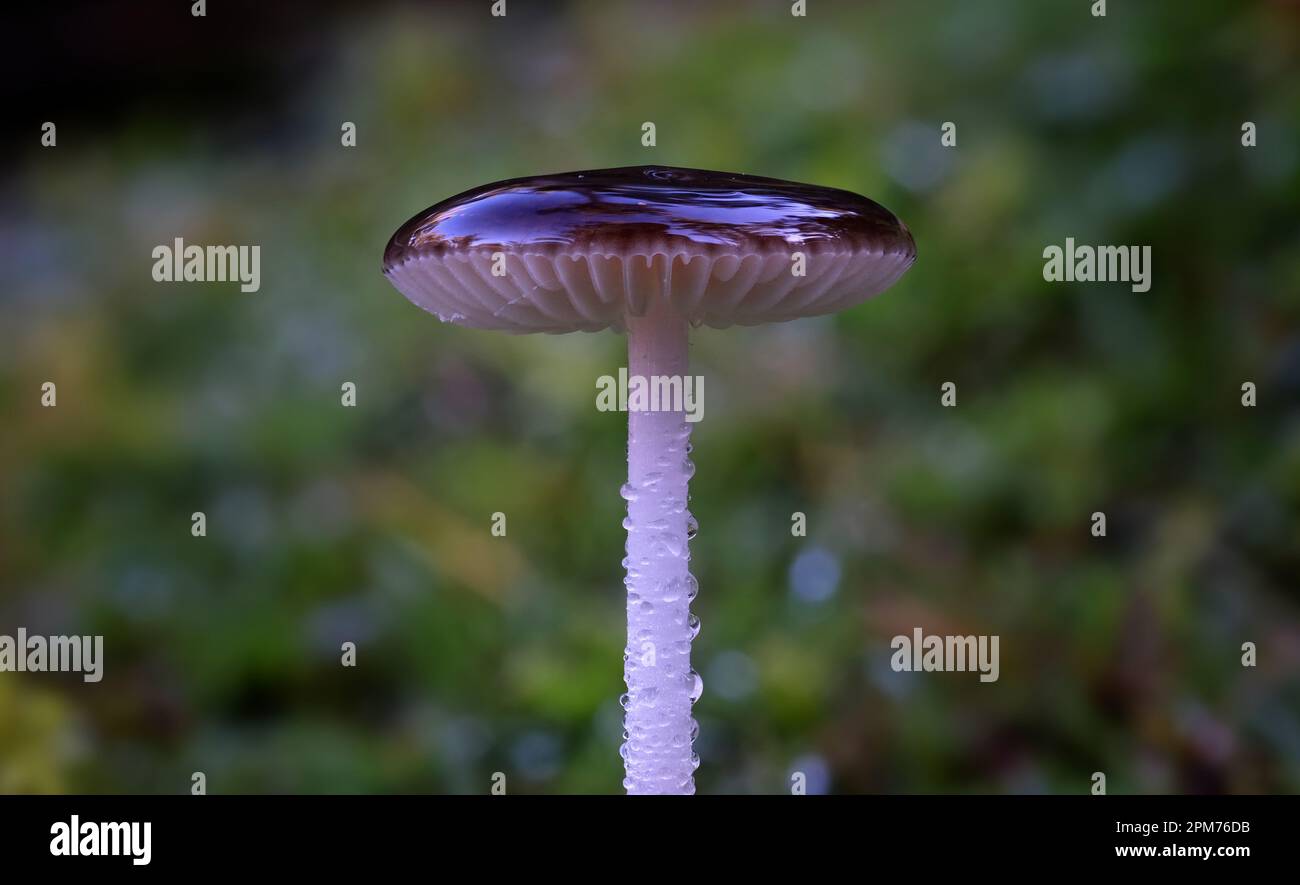 Macro close up photo of Oudimansiella gigaspora fungi in Hobart, Tasmania, Australia Stock Photo