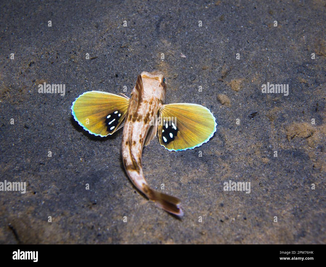 A Bluefin gurnard fish (Chelidonichthys kumu) displaying colourful pectoral fins with a large black eye spot in the centre Stock Photo