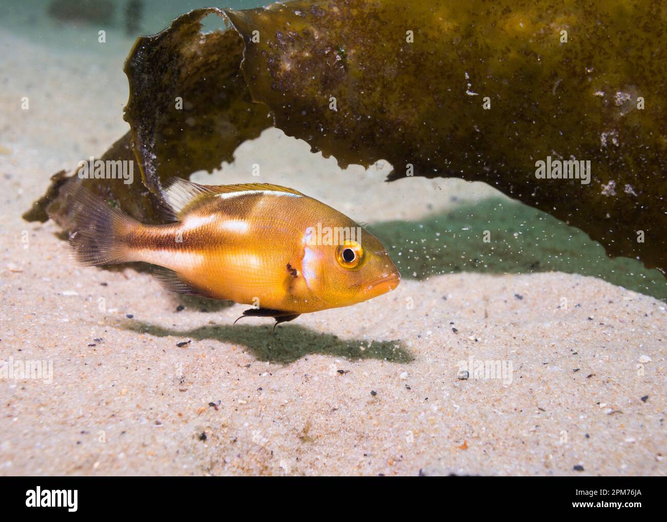 A juvenile Red Roman or Seabream fish (Chrysoblephus laticeps) on the