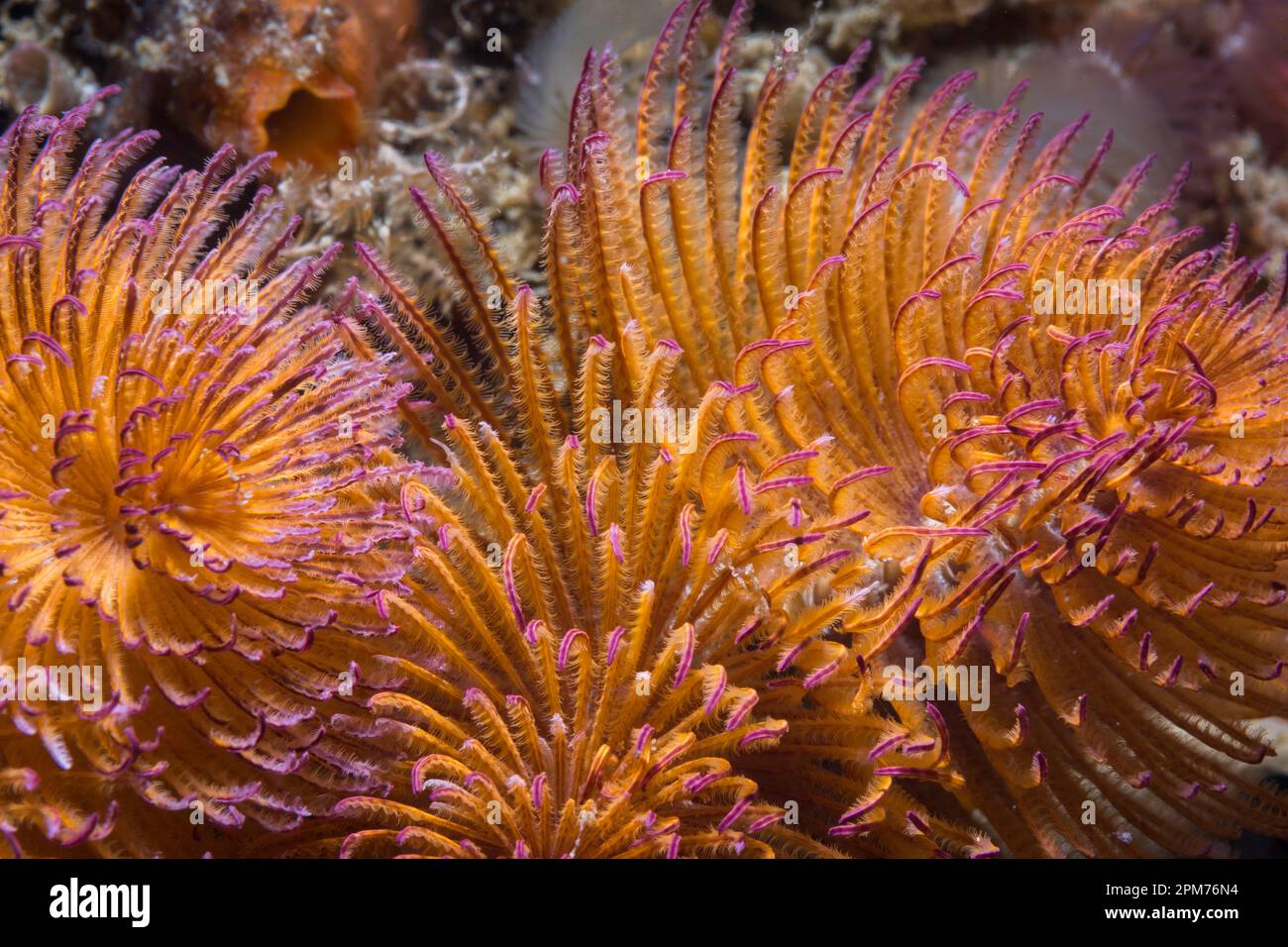 Close up of an orange Featherduster worm or giant fanworm