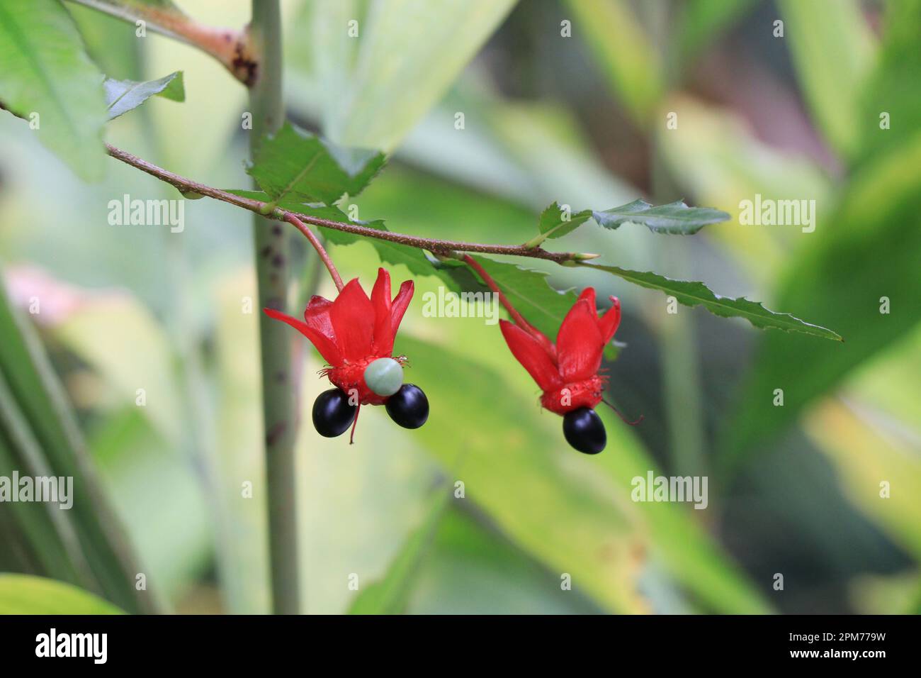 Ochna serrulata or carnival ochna, bird's eye bush, Mickey mouse plant or Mickey Mouse bush Stock Photo