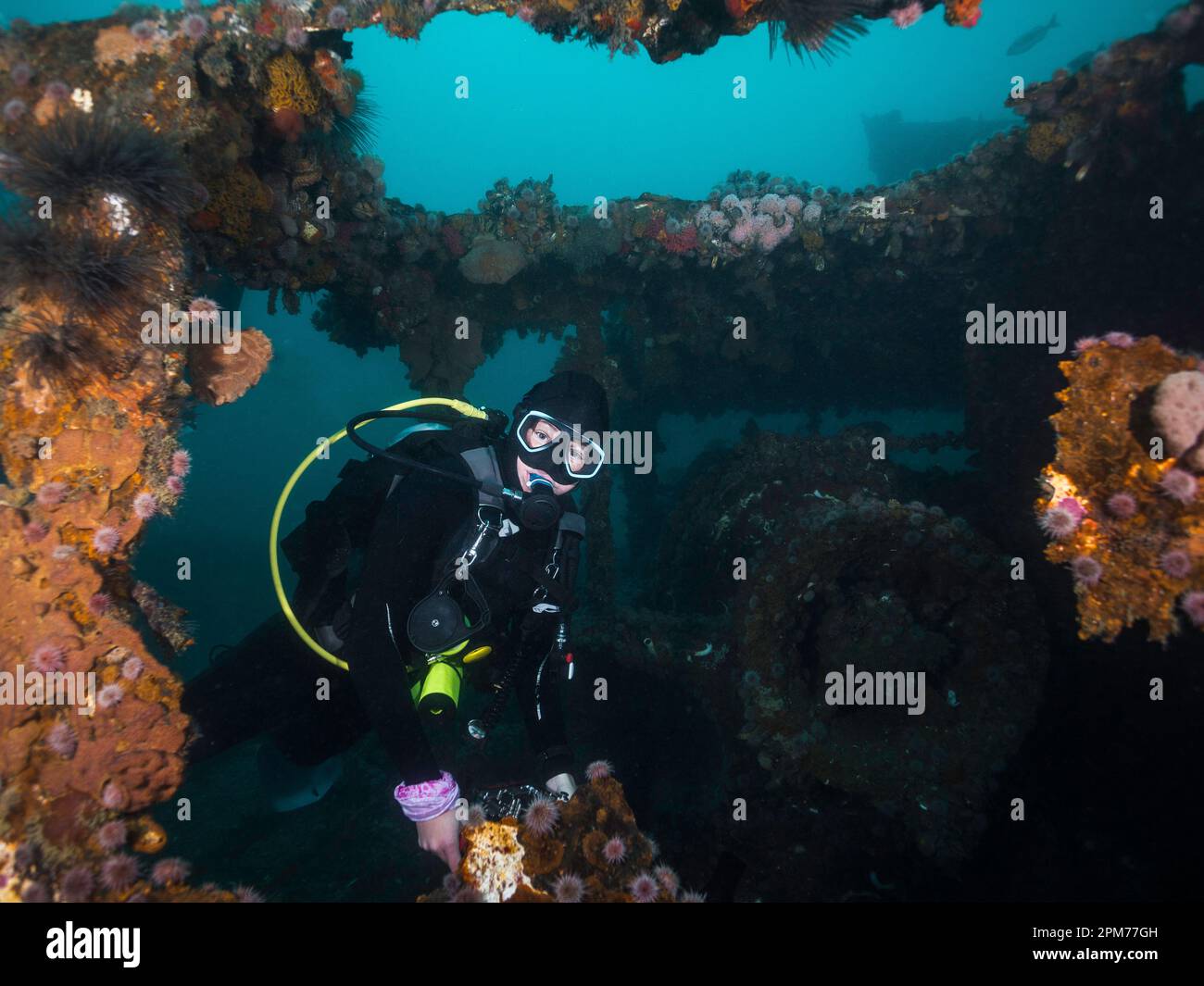 A scuba diver exploring a deep ship wreck underwater looking at the camera Stock Photo