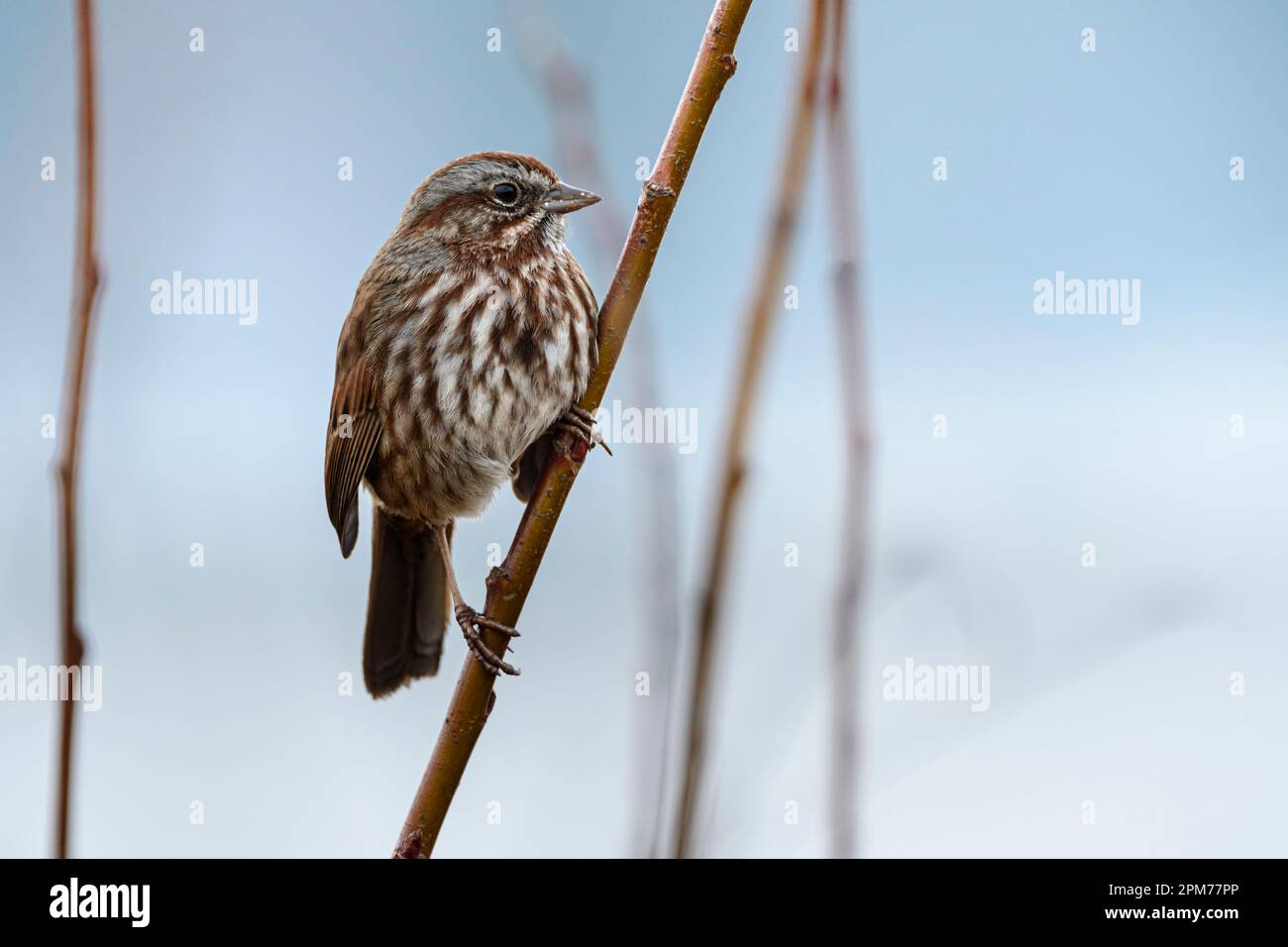 Song Sparrow, Melospiza melodia, Burnaby Lake Regional Park, Burnaby, British Columbia, Canada Stock Photo