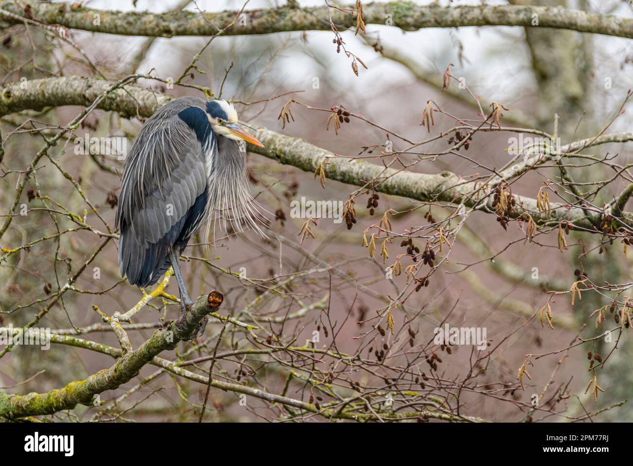 Pacific Great Blue Heron, Ardea herodias fannini, George C. Reifel ...