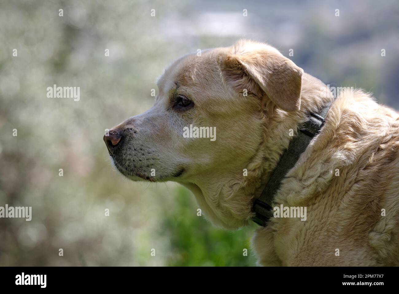 An elderly Labrador Retriever 13 years old standing and looking away Stock Photo