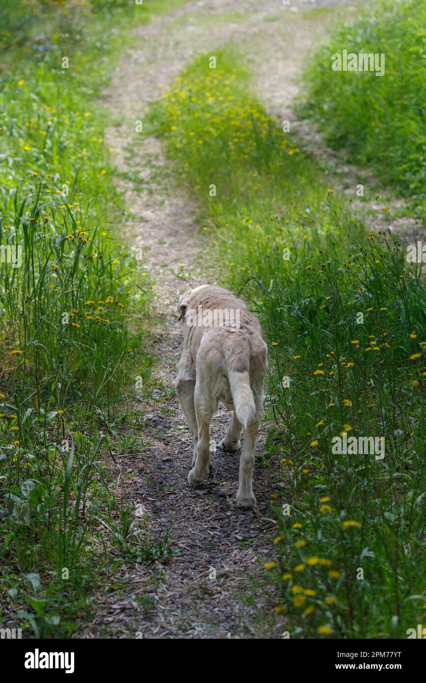 An elderly 13 years old Labrador Retriever walking the wooded area Stock Photo