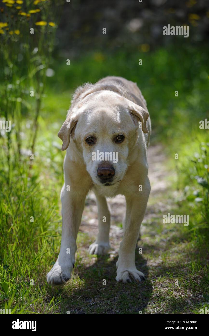 An elderly 13 years old Labrador Retriever walking the wooded area Stock Photo