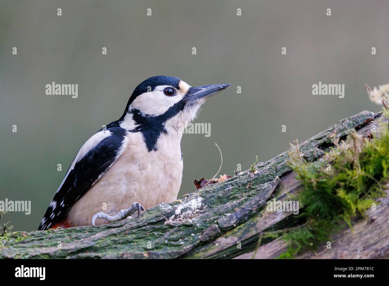 Great spotted woodpecker [ Dendrocopos major ] Female bird on baited log Stock Photo