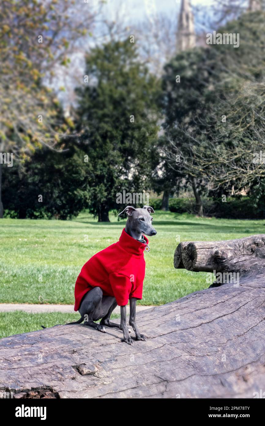 Italian Greyhound in a warm coat Stock Photo Alamy