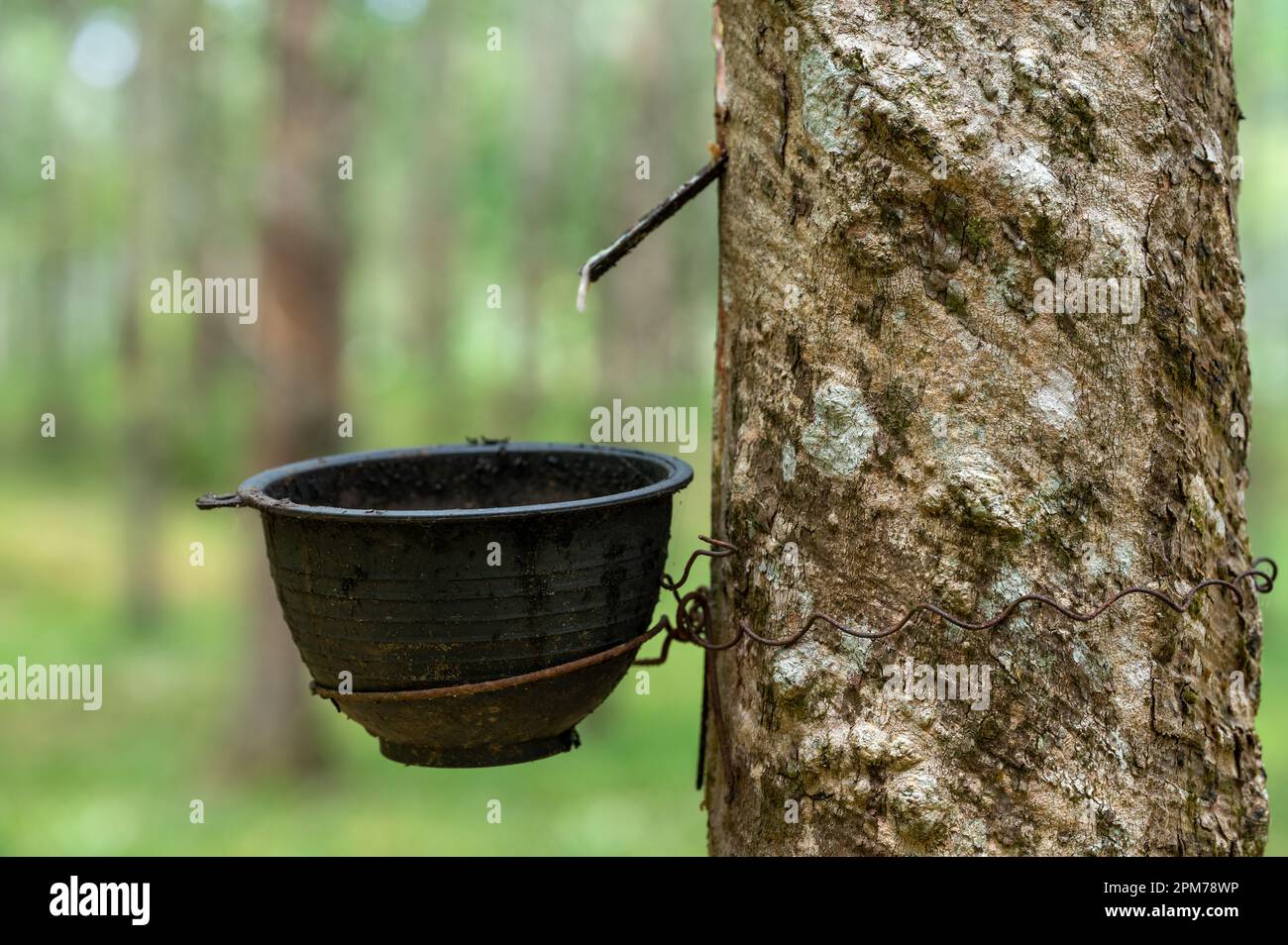 latex extraction in syringe. Latex collect in plastic cup. Latex raw