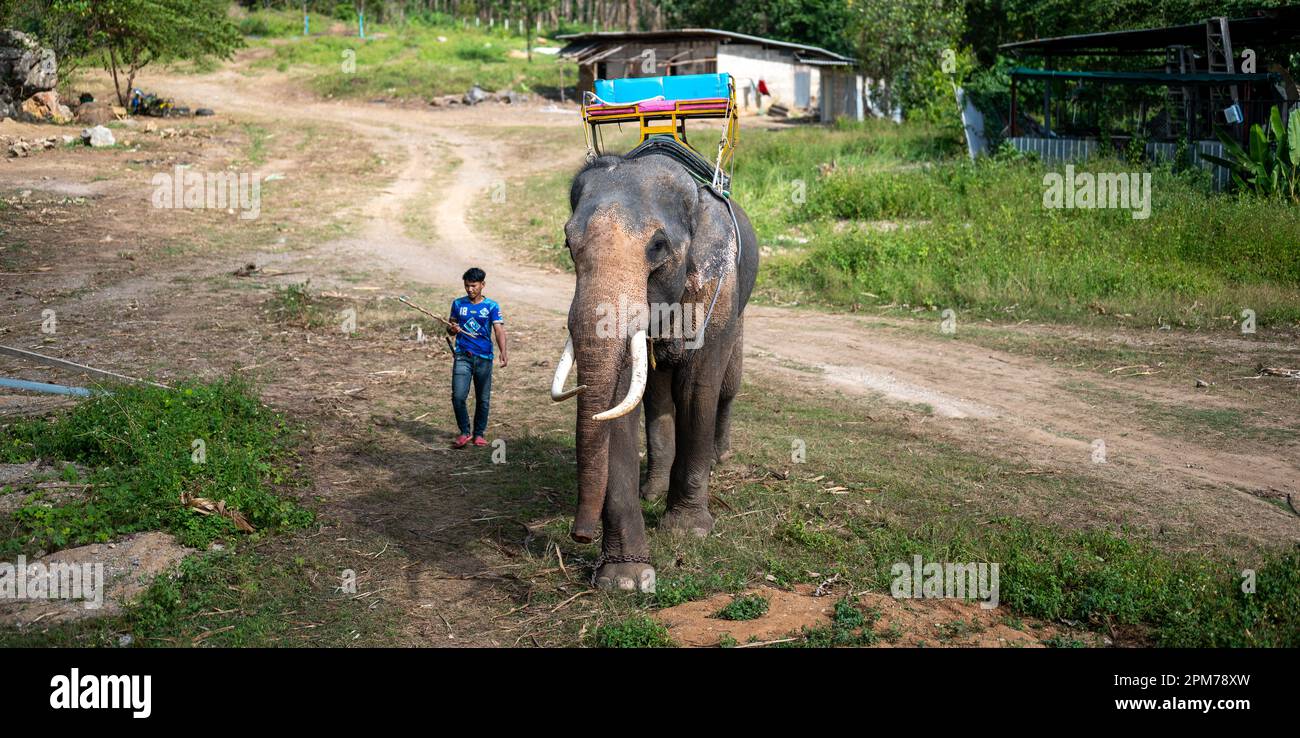 Elephant with mahout. elephant nursery where elephants ride tourists