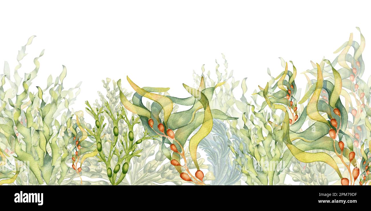 Seamless banner of colorful sea plants watercolor illustration isolated on white. Ascophyllum, kelp, herb seaweeds hand drawn. Design element for sign Stock Photo