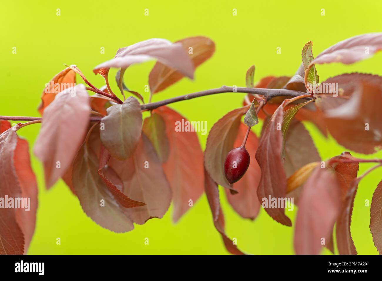 italy, Lombardy, Cherry Plum or Myrobalan Plum Fruit, Prunus Cerasifera Stock Photo
