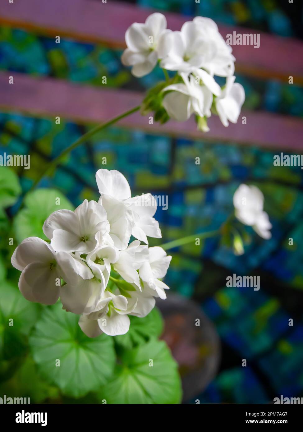 Spring flowers in Ukraine Stock Photo Alamy