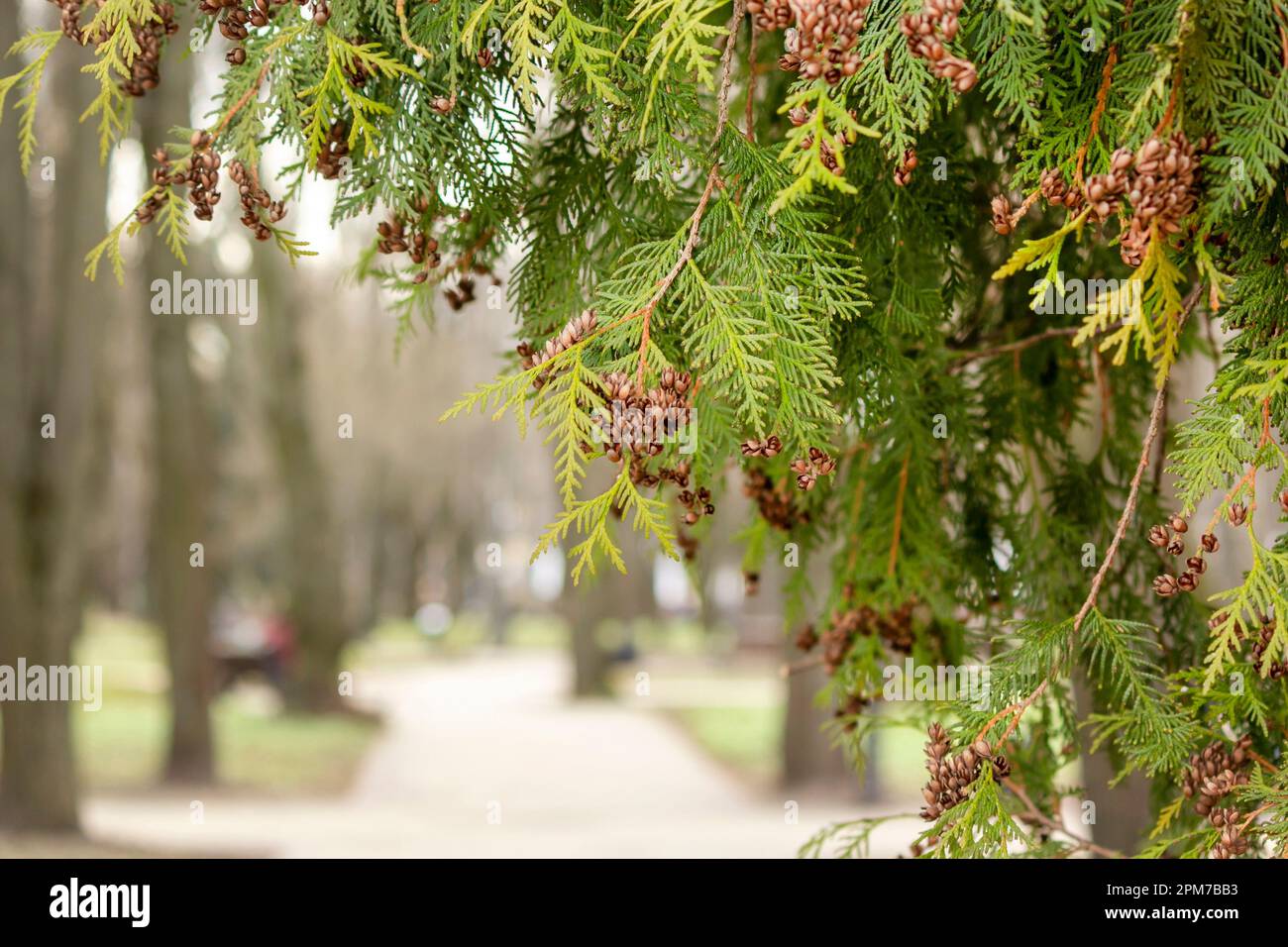 Detail of a branch of Calocedrus decurrens, an ornamental tree used in horticulture. Blurred alley background Stock Photo