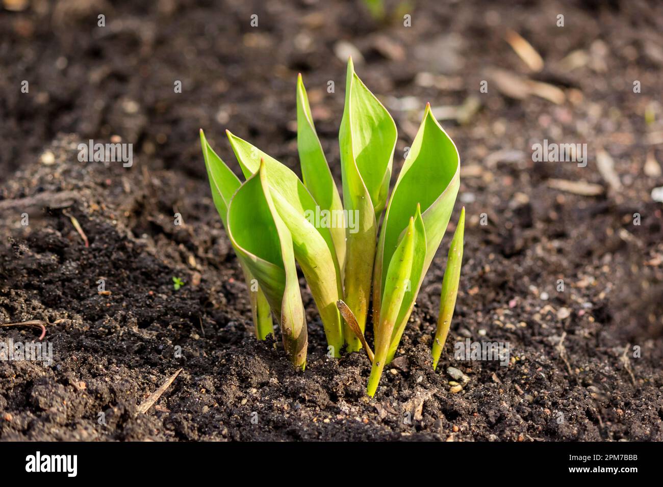 Tulip leaves without flowers begin to sprout in the garden in April. Stock Photo