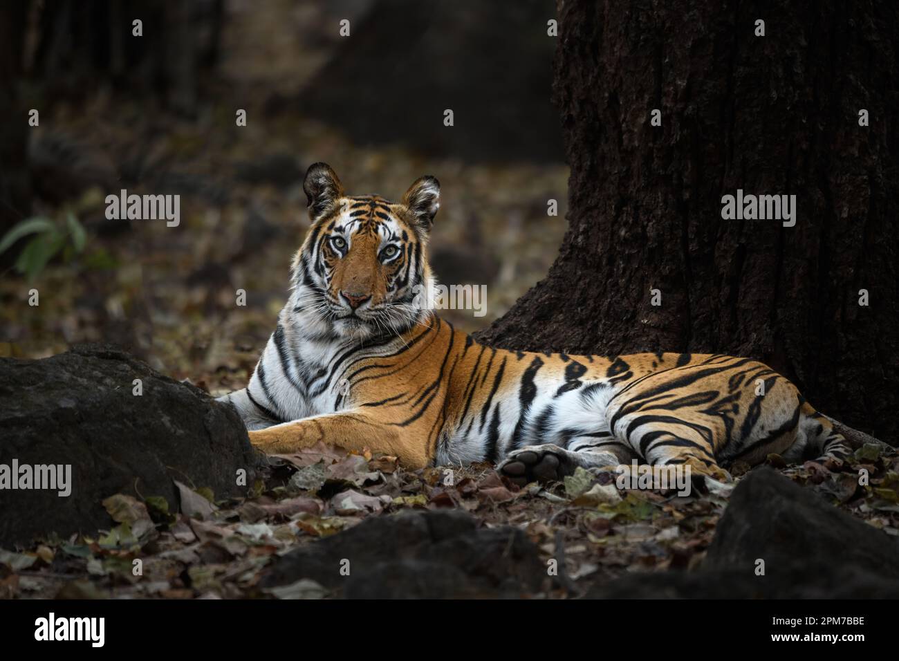 A full body portrait of a tigress from Bandhavgarh sitting on leaf litter on a summer evening Stock Photo
