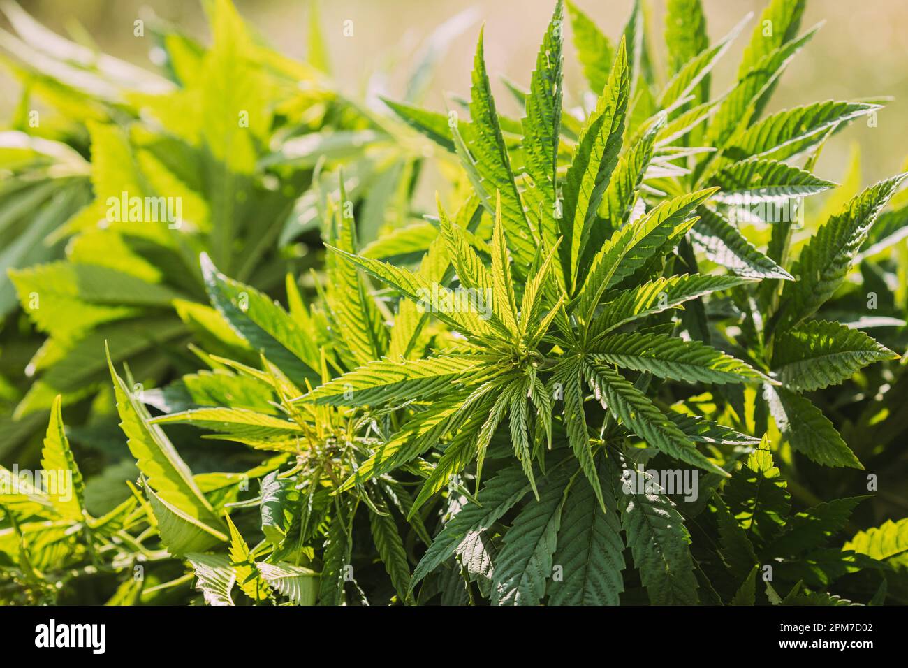 https://c8.alamy.com/comp/2PM7D02/legal-green-marijuana-cannabis-leaves-growing-at-farm-in-sunlight-beautiful-cannabis-cultivation-marijuana-cultivation-green-lush-leaves-young-2PM7D02.jpg