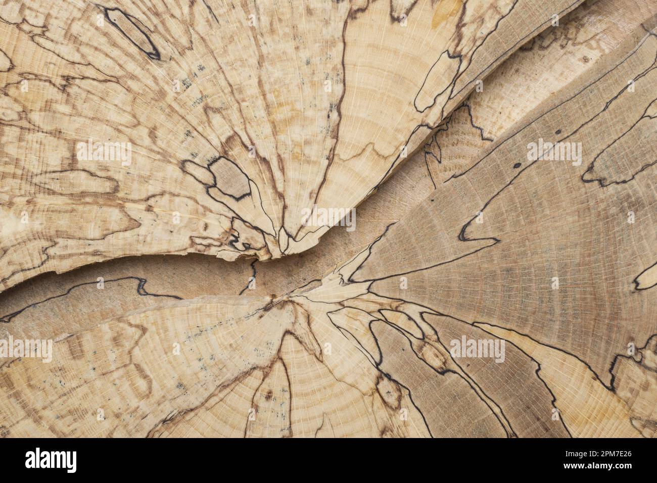 Broken beech wood slice. Closeup of cracked beech tree crosssection