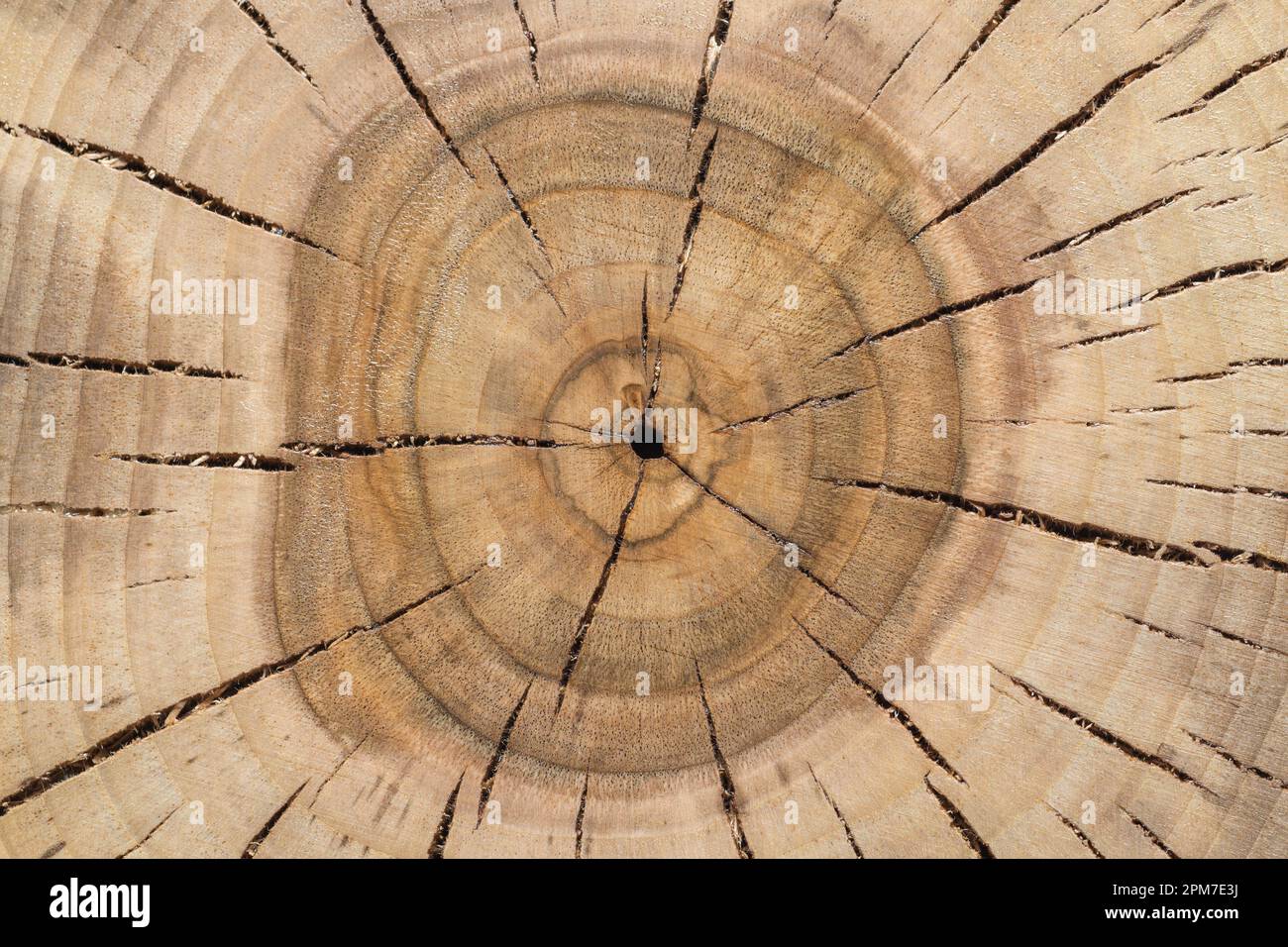 Concentric annual growth rings of walnut tree slice. Cracked and