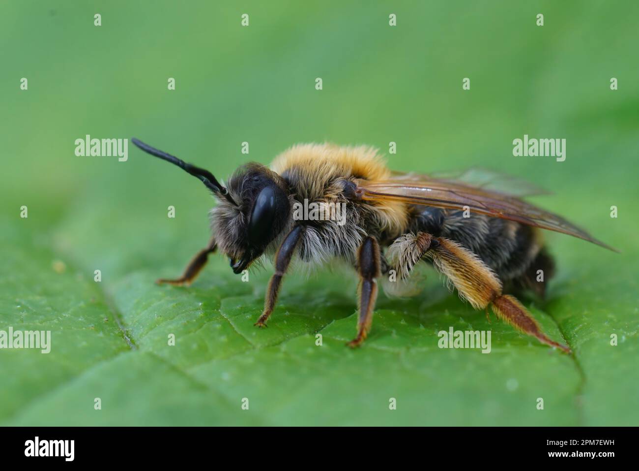 Natural closeup on a colorful female grey -gastered mining bee, Andrena ...