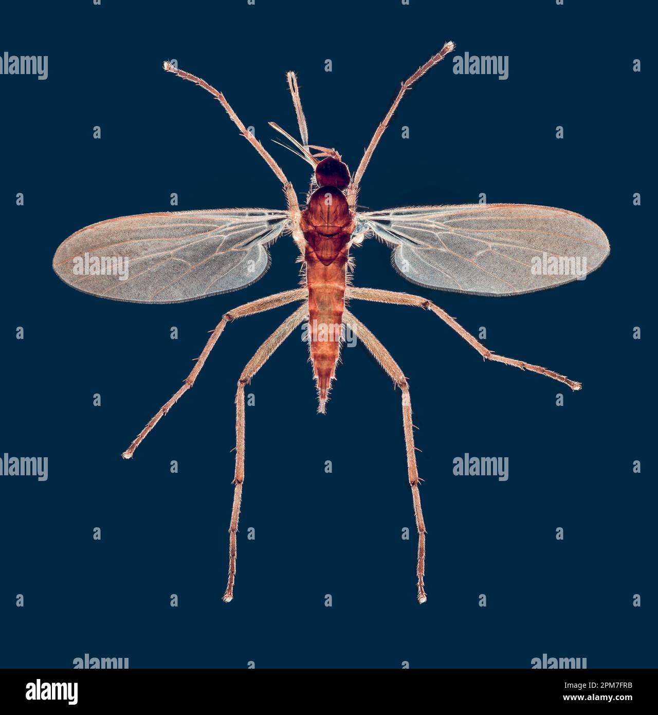 Dance fly, Rhamphomyia sp. DARKFIELD PHOTOMICROGRAPH Stock Photo