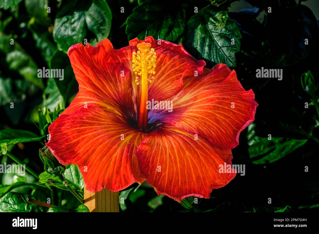 Deep Bright Orange Tropical Hibiscus Flower Green Leaves Honolulu