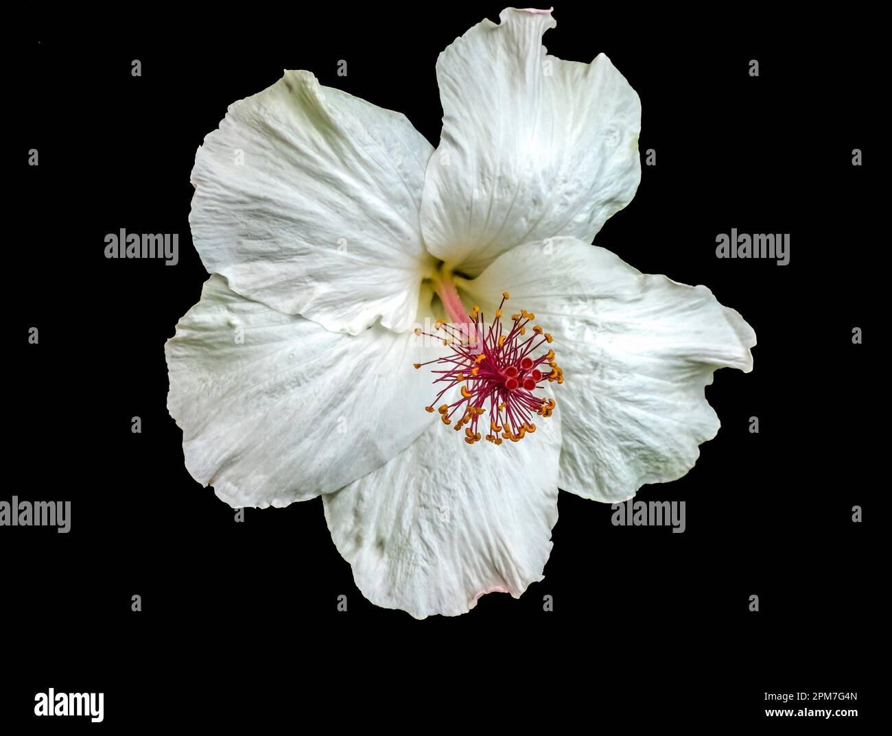 Colorful White Hawaiian Tropical Hibiscus, Kokia Keokeo Flowers Green