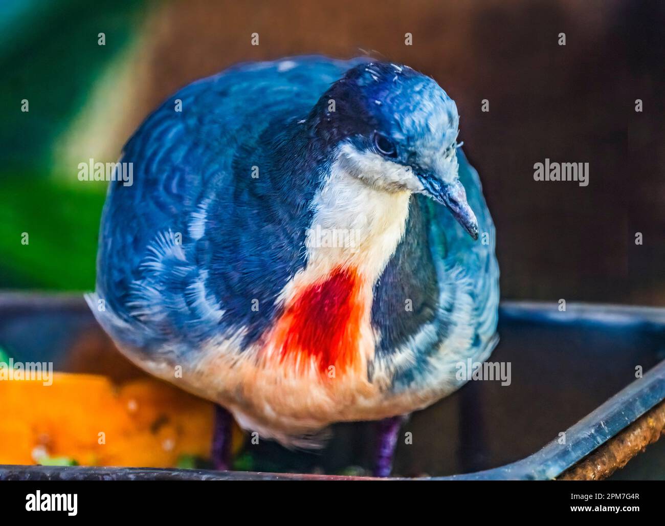 Colorful Luzon Bleeding Heart Dove Pigeon Gallicolumba luzonica Honolulu Hawaii Originally from