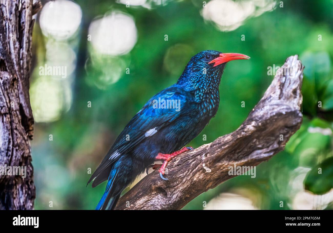 Colorful RedBilled Green Wood Hoopoe Phoeniculus Purpureus in Waikiki