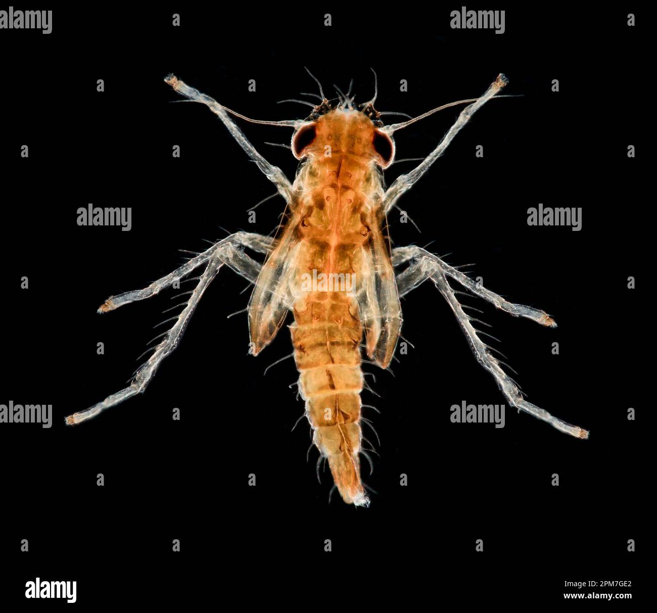 Frogfly, Homoptera, early stages.DARKFIELD PHOTOMICROGRAPH Stock Photo