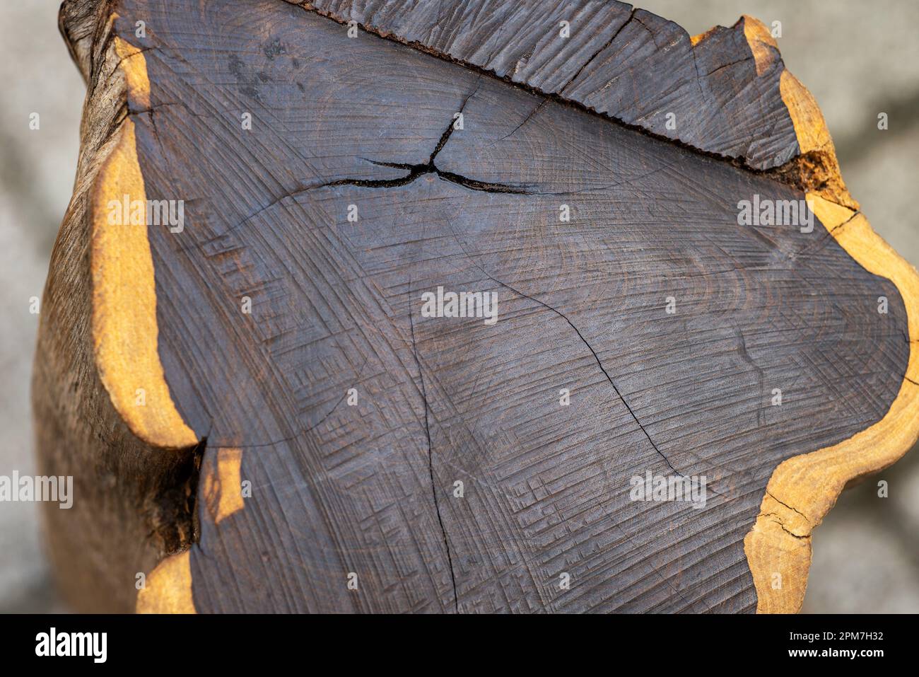 Black Ebony tree cross section. One of the hardest wood in the world Stock Photo Alamy