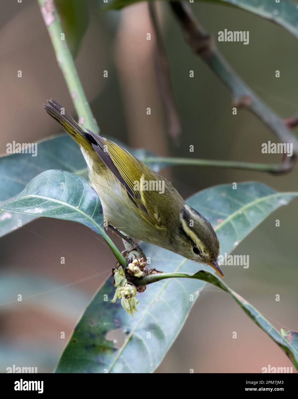 Ashy-throated warbler (Phylloscopus maculipennis), a species of leaf warbler, observed in Latpanchar in West Bengal, India Stock Photo