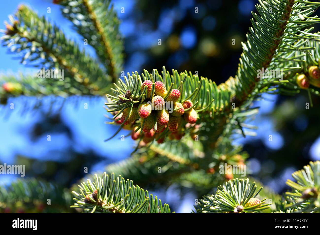 Taurus fir (Abies cilicica) is an evergreen tree native to Turkey, Lebanon and Syria. Male flowers and leaves detail. Stock Photo