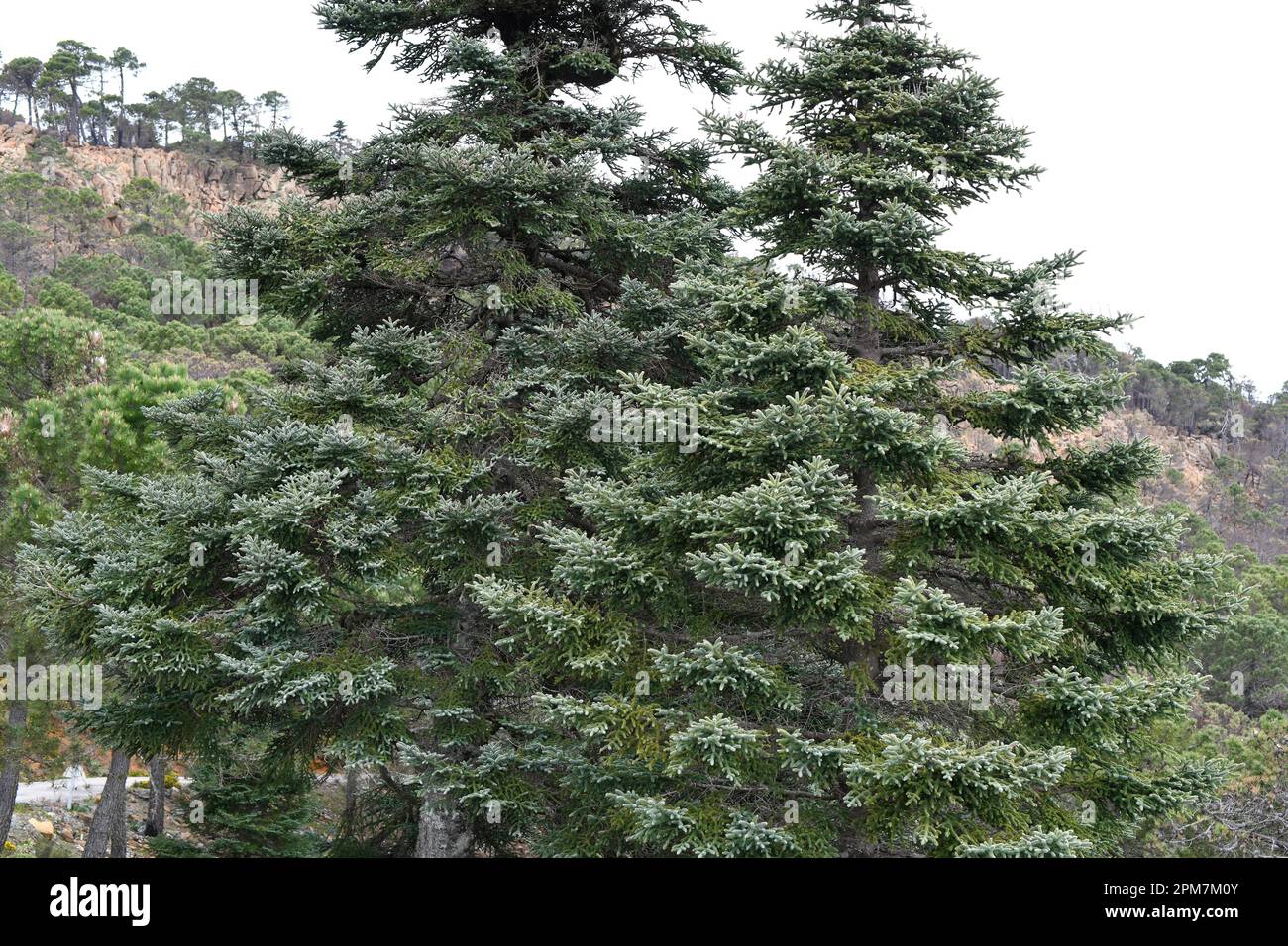 Spanish fir or pinsapo (Abies pinsapo) evergreen tree endemic to