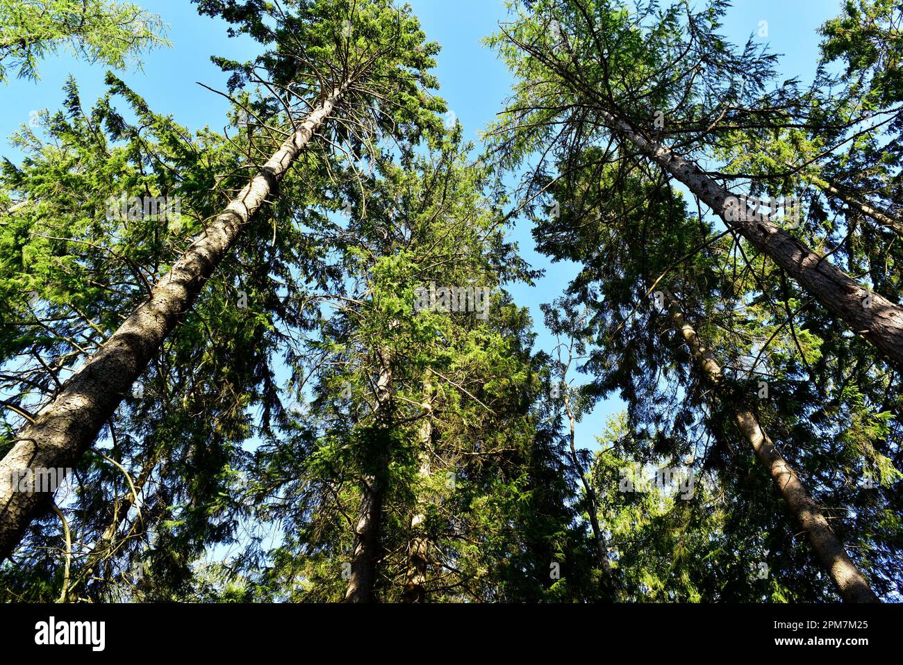 European spruce or Norway spruce (Picea abies) is an evergreen tree native to north and central Europe. This photo was taken in Munkedal, Sweden. Stock Photo