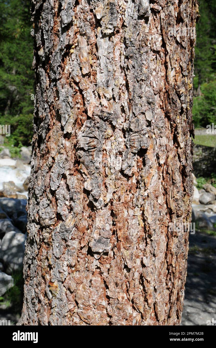 European larch (Larix decidua) is a deciduous tree native to central Europe mountains. Trunk detail. This photo was taken in Alps, France. Stock Photo